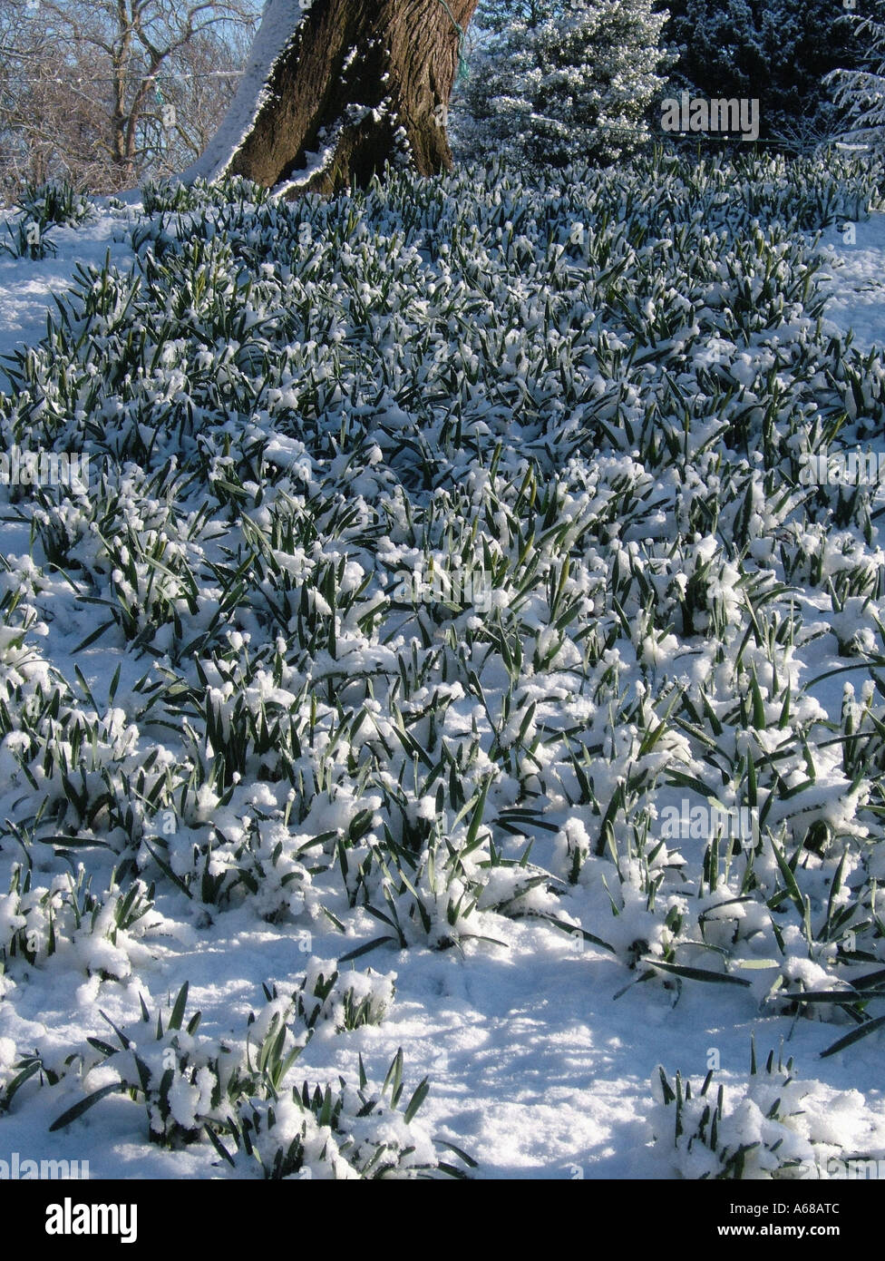 Strap-like leaves of the Galanthus emerging through the snow. Stock Photo