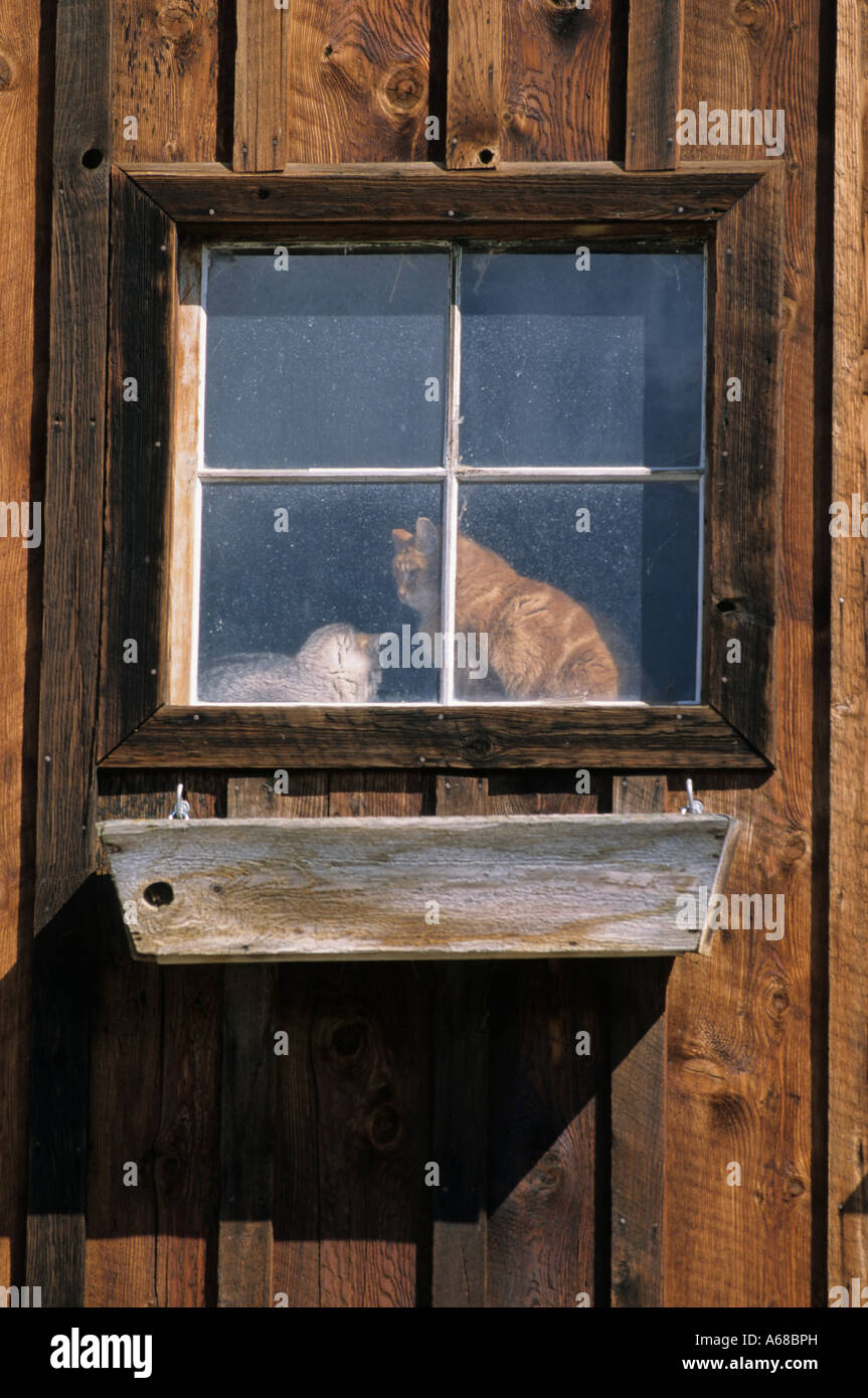 Two cats in barn window Bulkley Valley British Columbia Stock Photo