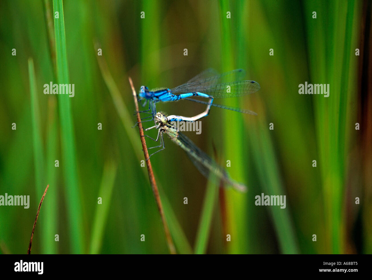 small colorful insect resting on a semi aquatic plant, Stock Photo