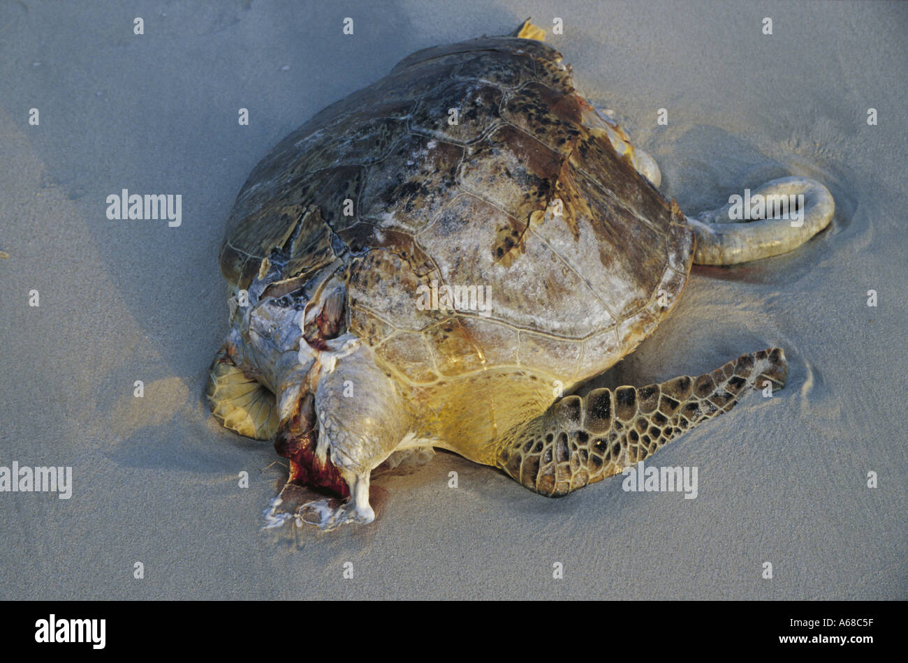 Dead turtle Stock Photo