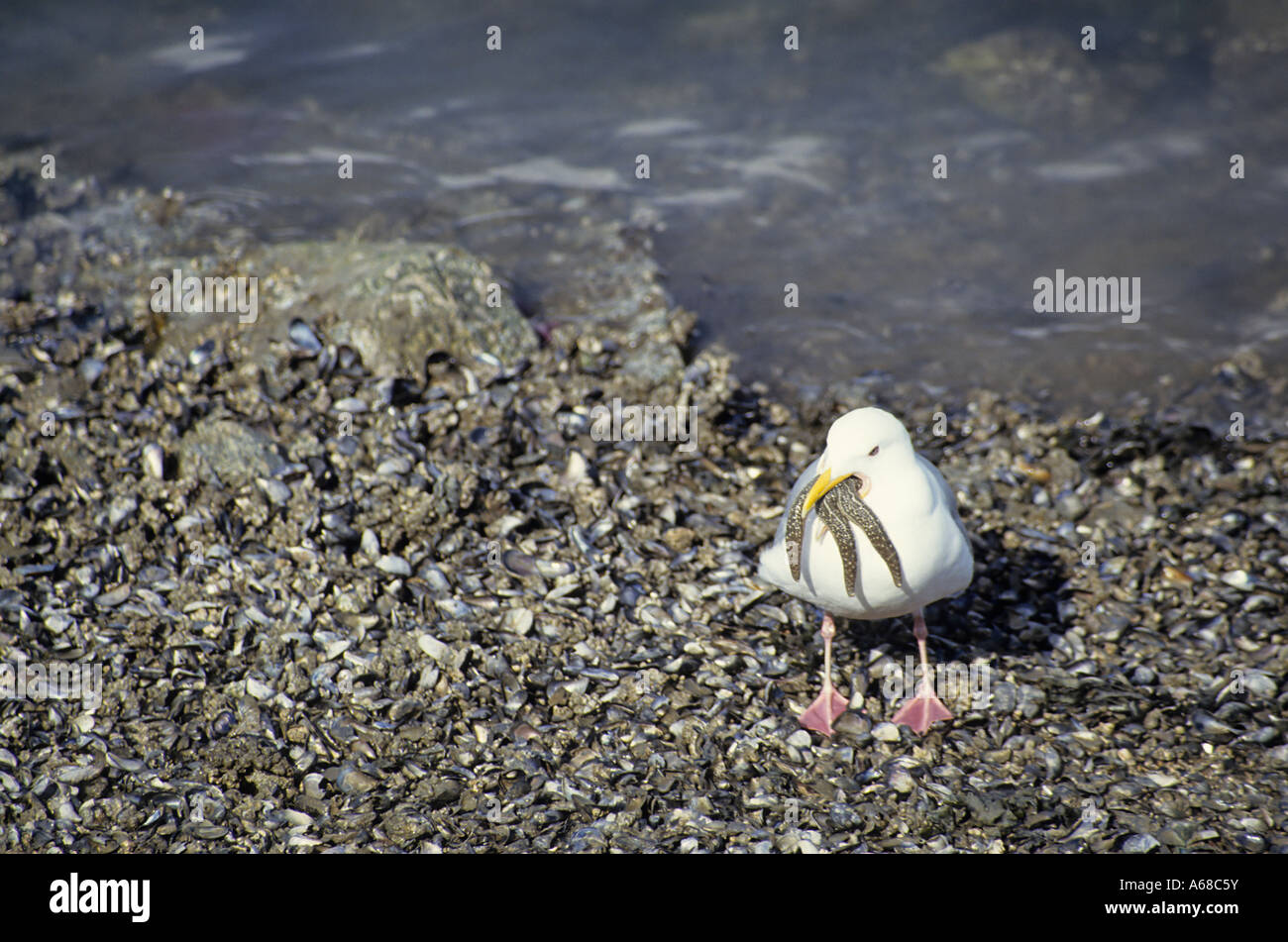 Seagull eating starfish Stanley Park Vancouver British Columbia Stock