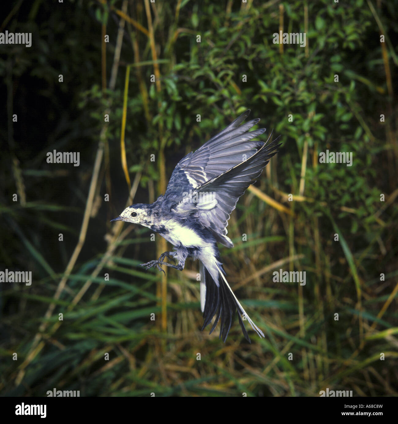 Pied Wagtail Motacilla alba In flight beside bushes Stock Photo