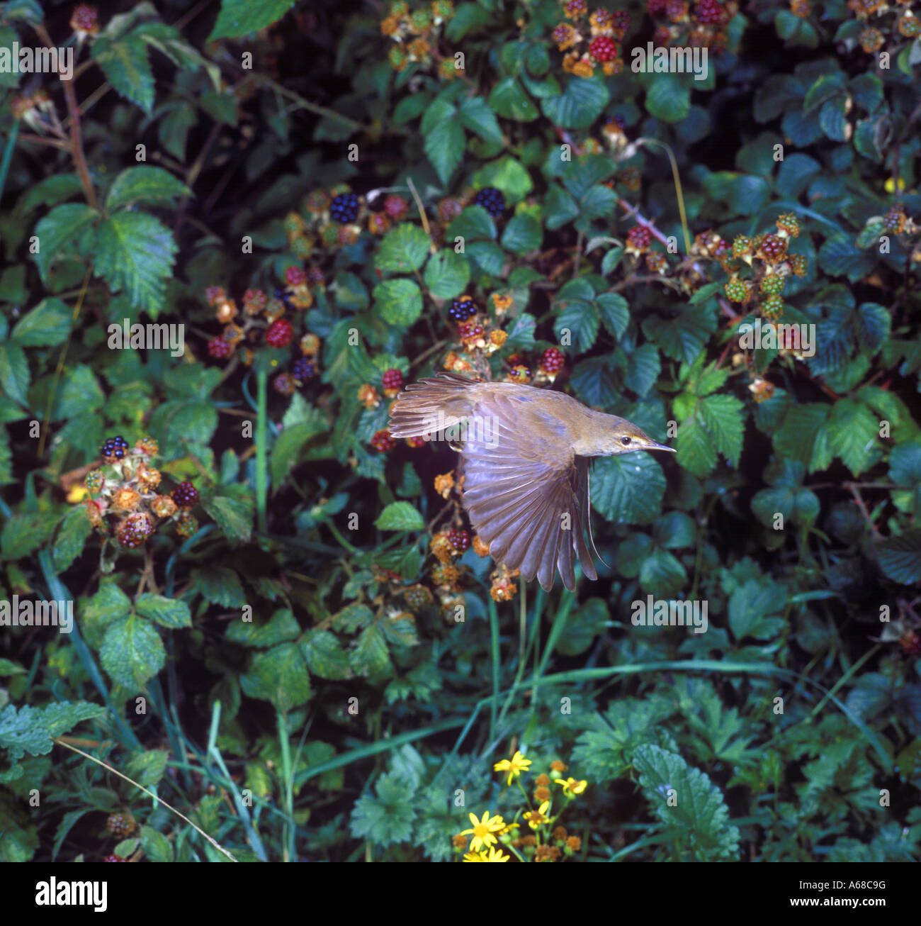 Reed Warbler Acrocephalus scirpaceus In flight beside bushes Stock Photo