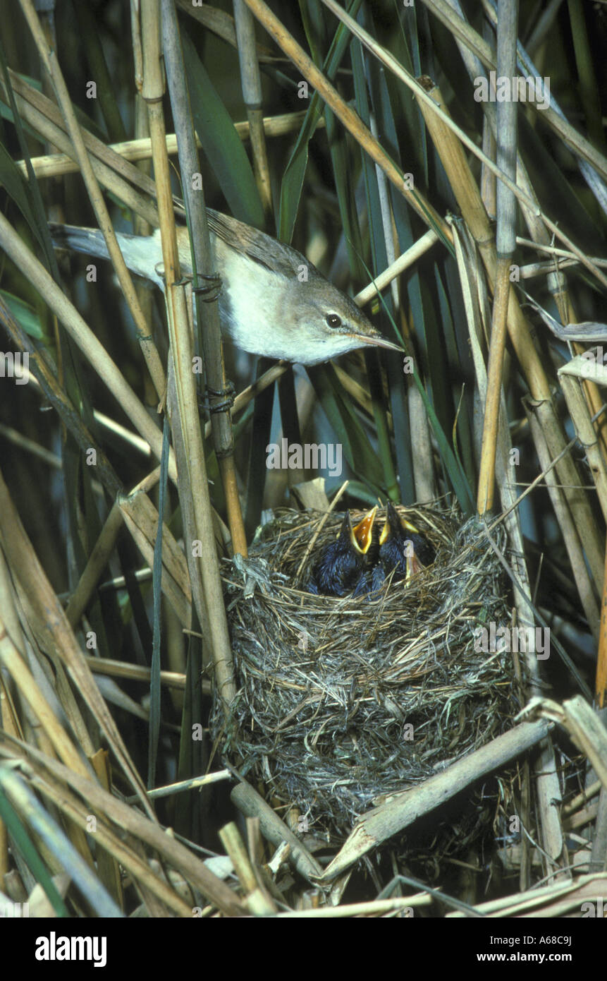 Reed Warbler Acrocephalus scirpaceus At nest Stock Photo