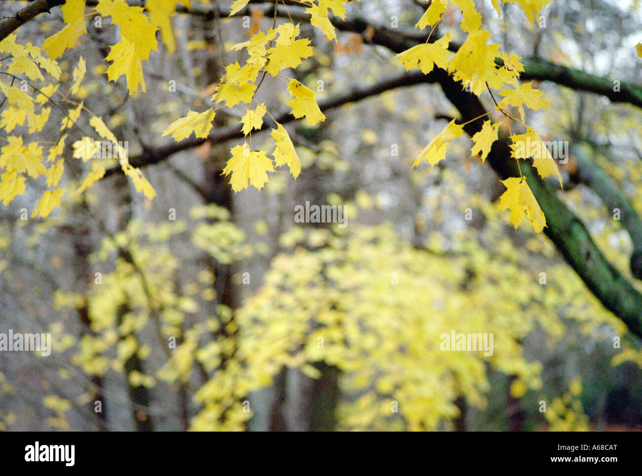 Leaves of new england hi-res stock photography and images - Alamy