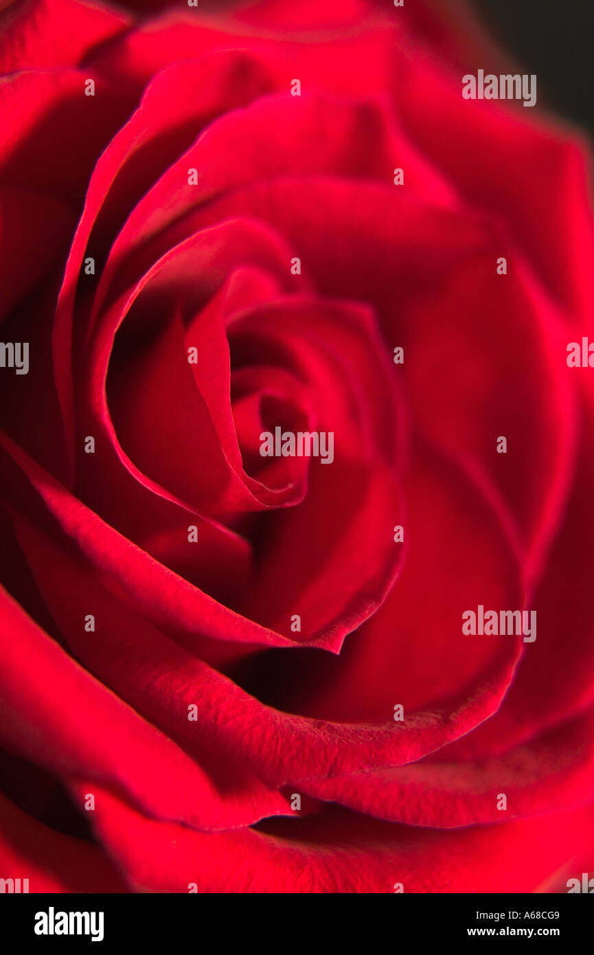 Red rose against black background vertical Stock Photo - Alamy