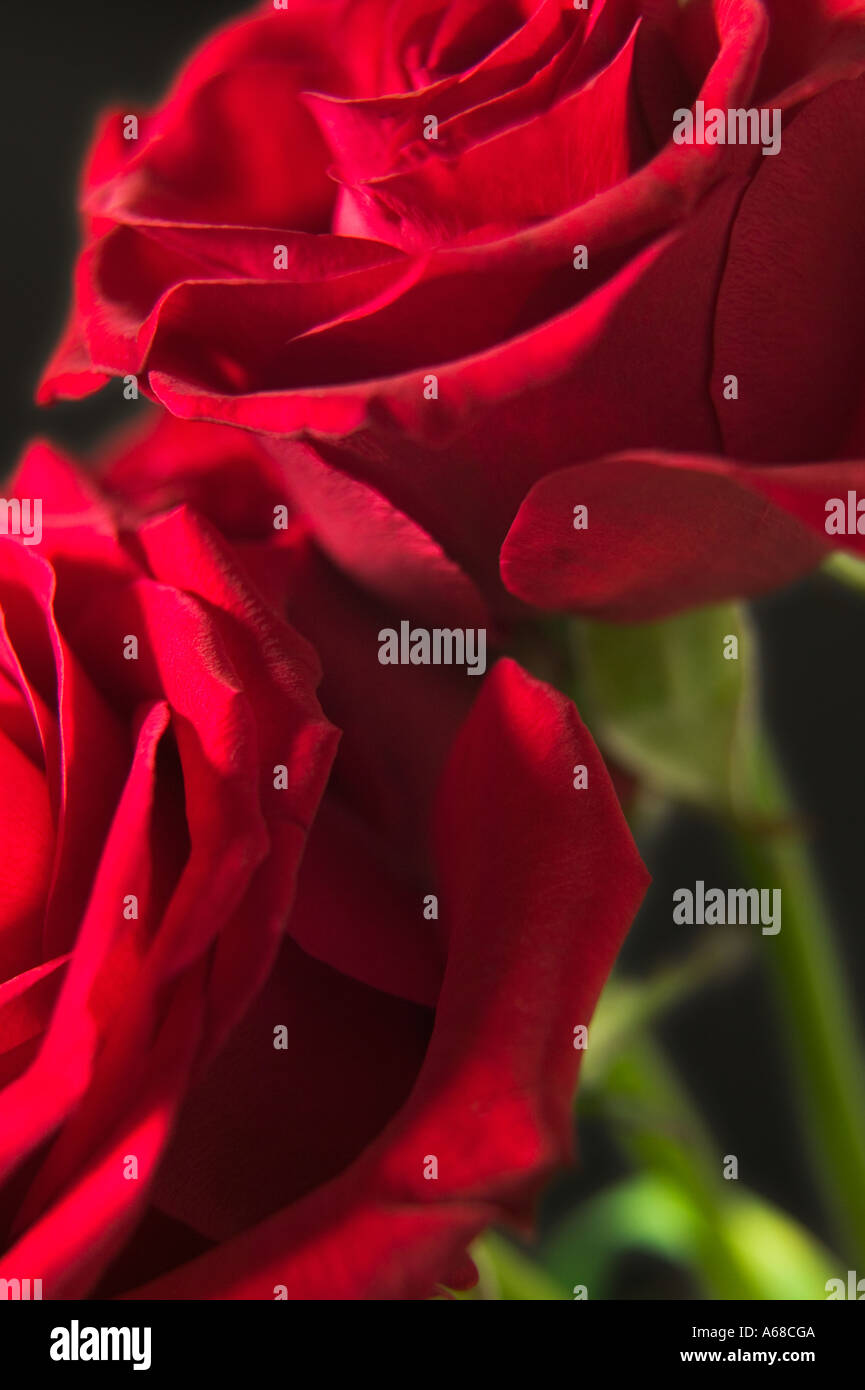 Red Roses Vertical Red roses against black background vertical Stock Photo - Alamy