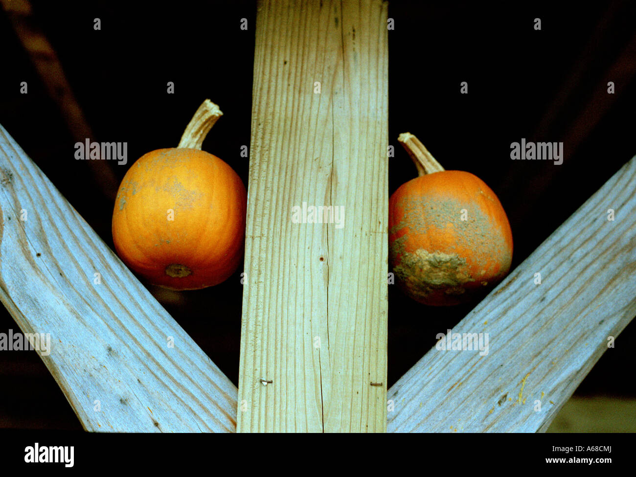 Pumpkins in rafters of a barn, White Hollow Farm, Sharon, Connecticut, New England, USA. Stock Photo