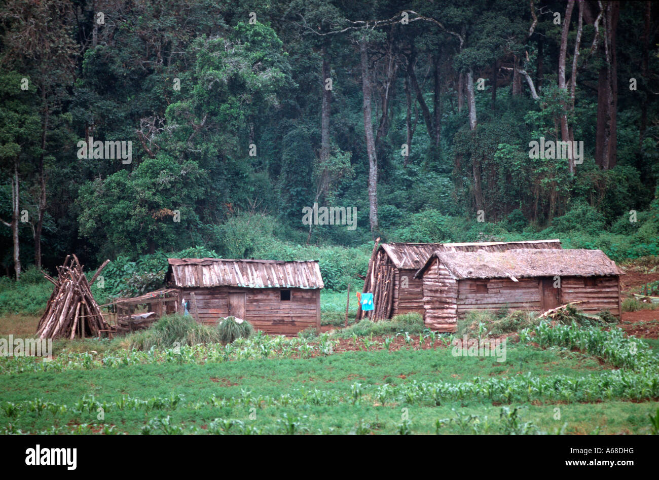 A small holder farm on the edge of the forest of Kilimanjaro National Park, Tanzania. Stock Photo