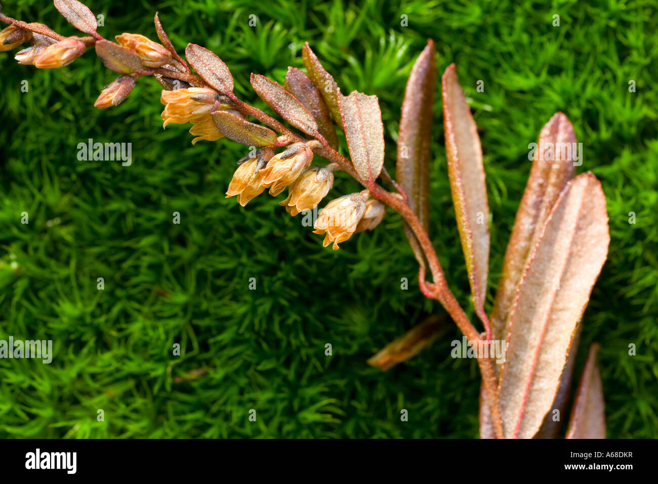 Dried leatherleaf on moss Stock Photo