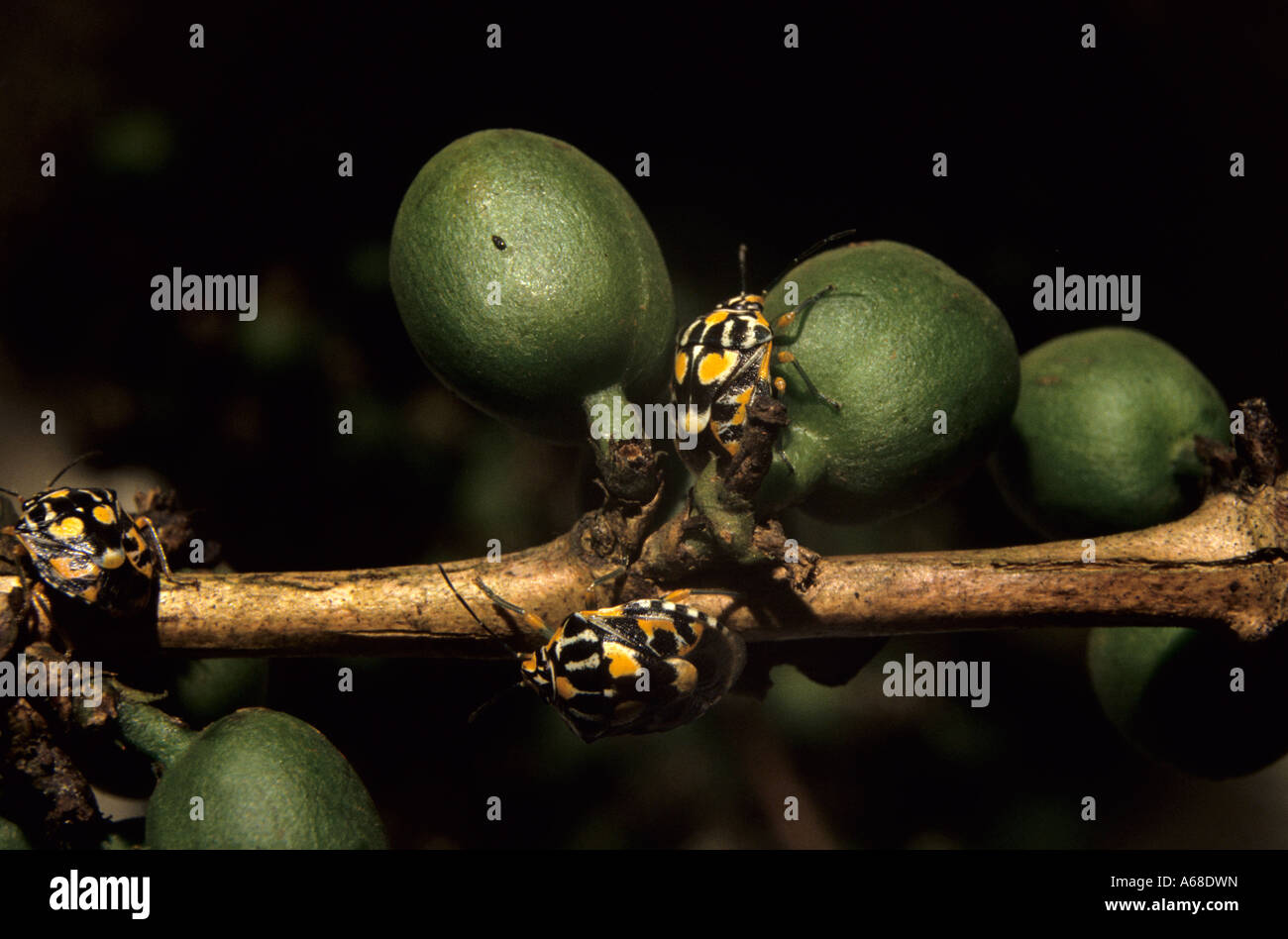 Coffee bug Antestia species feeding on immature green coffee berries, Lyamungu, Kilimanjaro Region, Tanzania Stock Photo