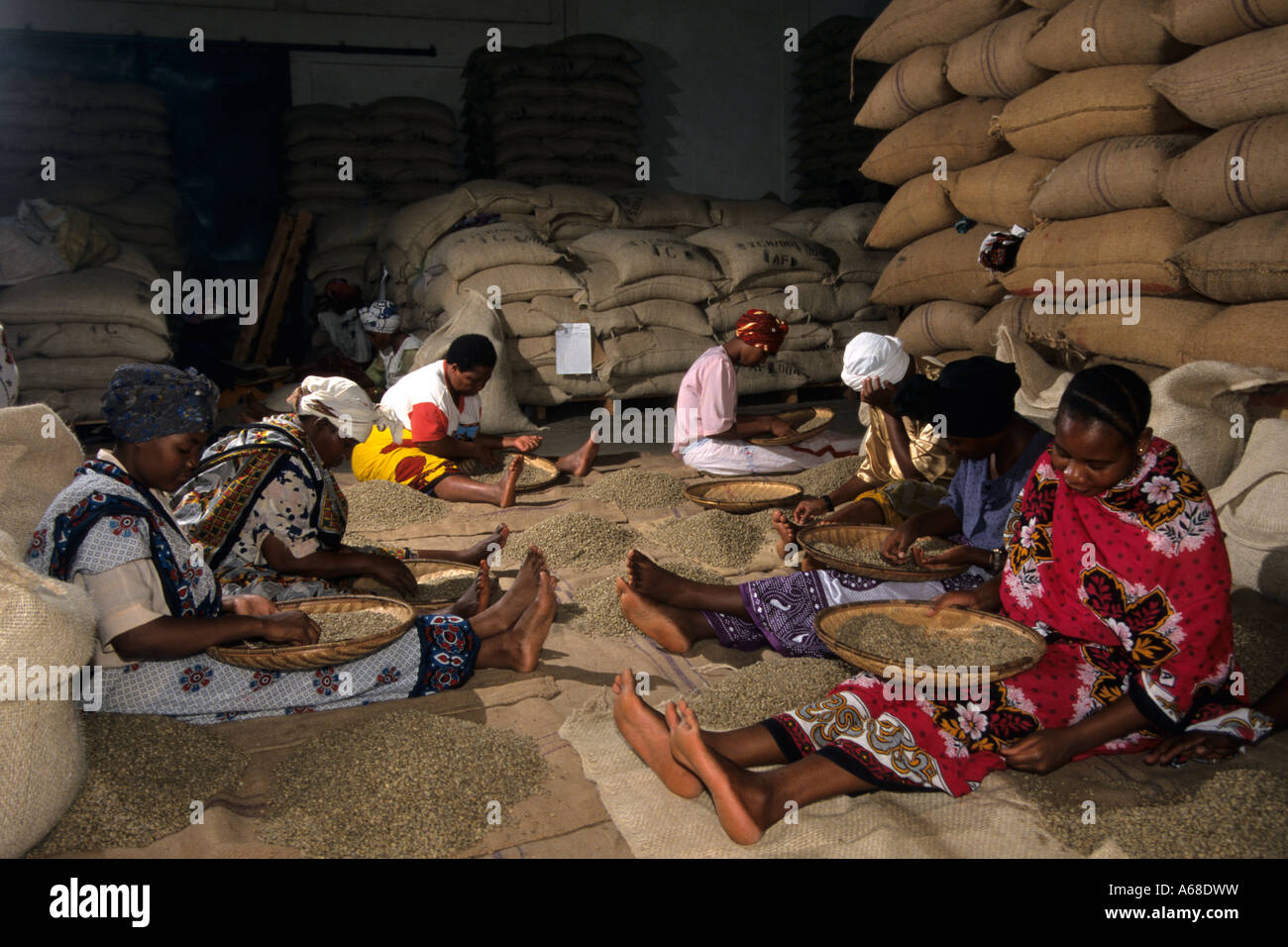 Hand picking and grading of clean coffee beans, Moshi, Tanzania Stock Photo