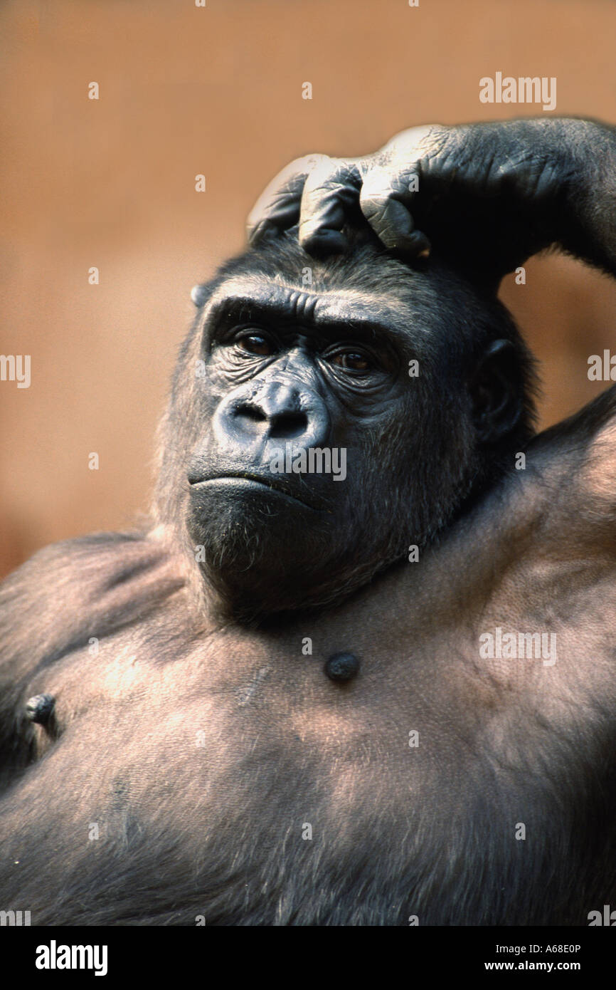 Western Lowland Gorilla (Gorilla gorilla gorilla), portrait Stock Photo