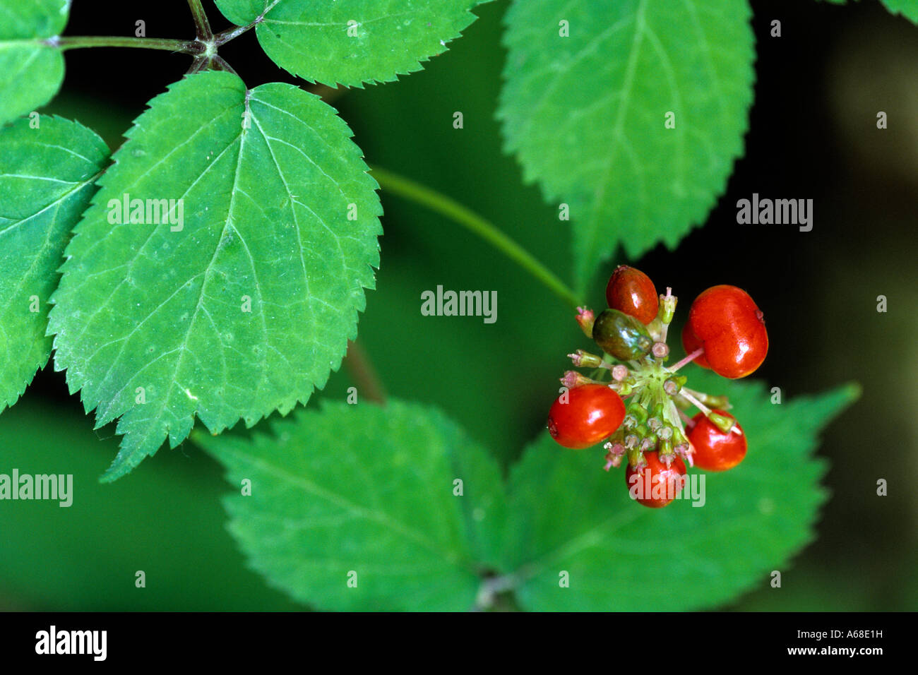 Ginseng (Panax ginseng), plant with berries Stock Photo Alamy