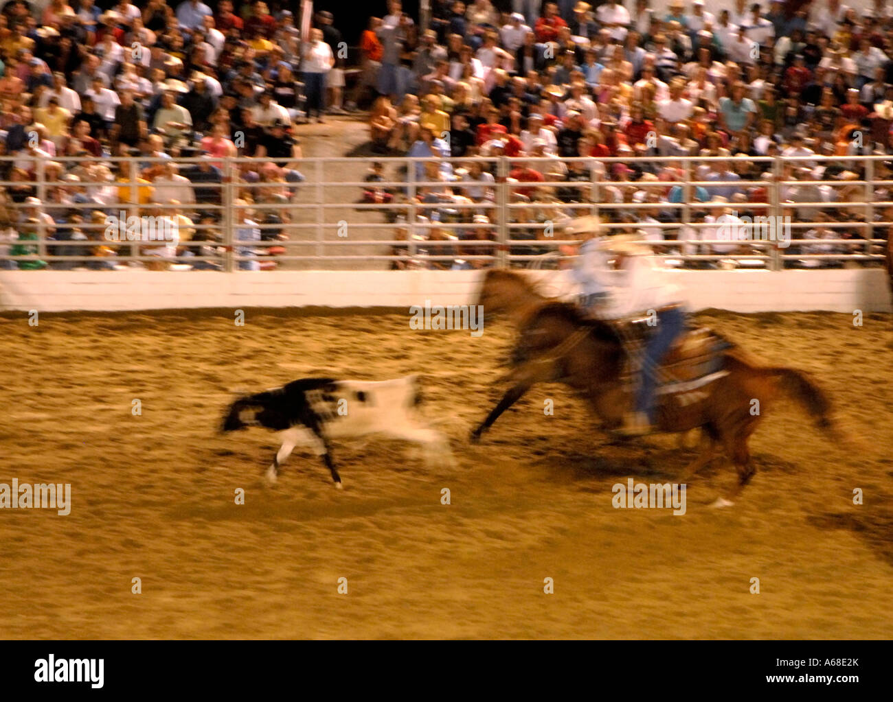 Wranglers at a rodeo roping calves Stock Photo Alamy