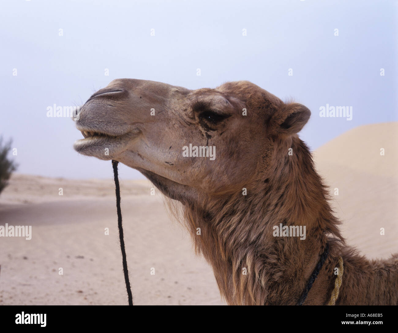 A camel in the Sahara desert, Tunisia Stock Photo