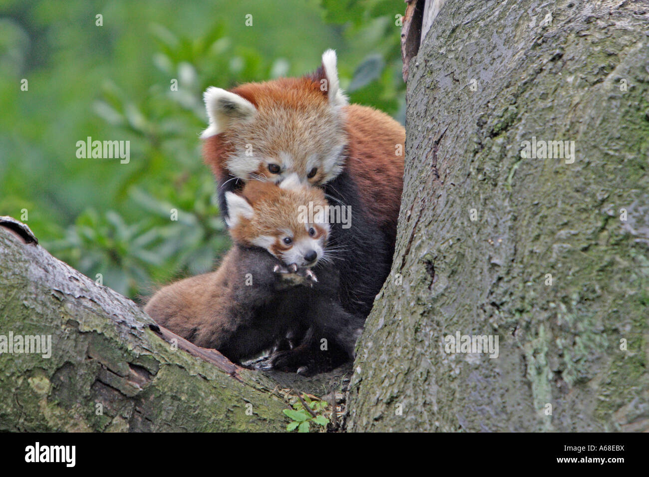 Red Panda, Lesser Panda (Ailurus fulgens), adult animal moving baby cub to another place Stock Photo