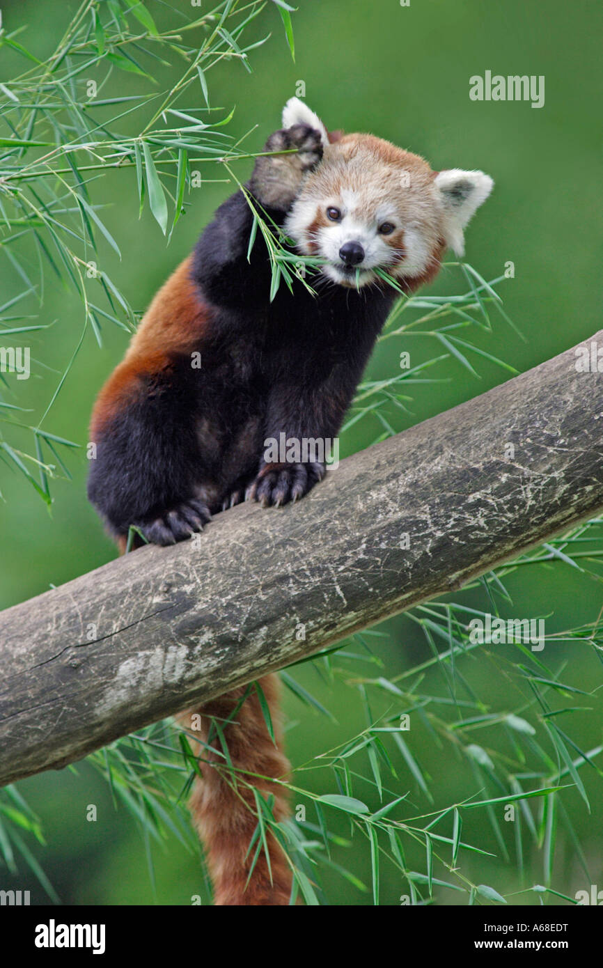 Red Pandas Waving