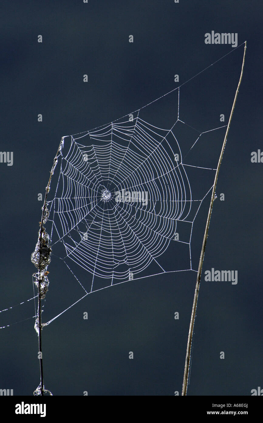 Spiders Web Of Cross Orbweaver European Garden Spider Cross Spider Spiders Web Of Cross Orbweaver European Garden Spider Cross Spider