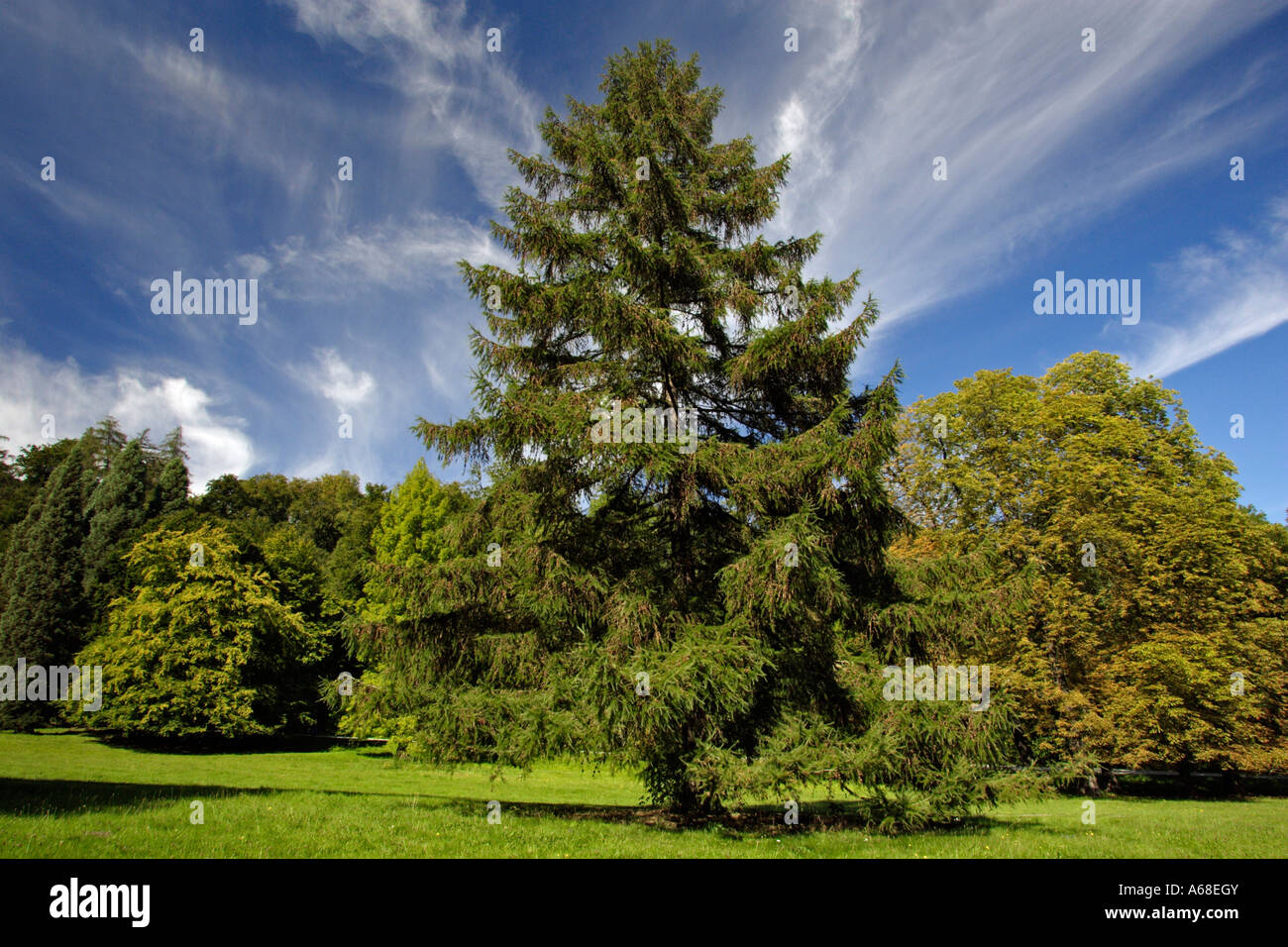 European Larch (Larix decidua) in summer Stock Photo