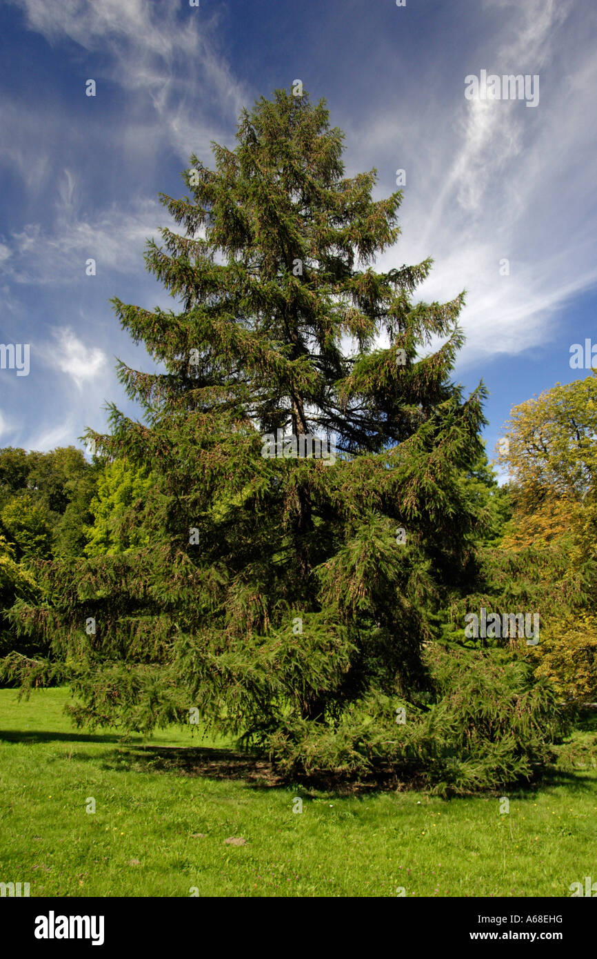 European Larch (Larix decidua) in summer Stock Photo