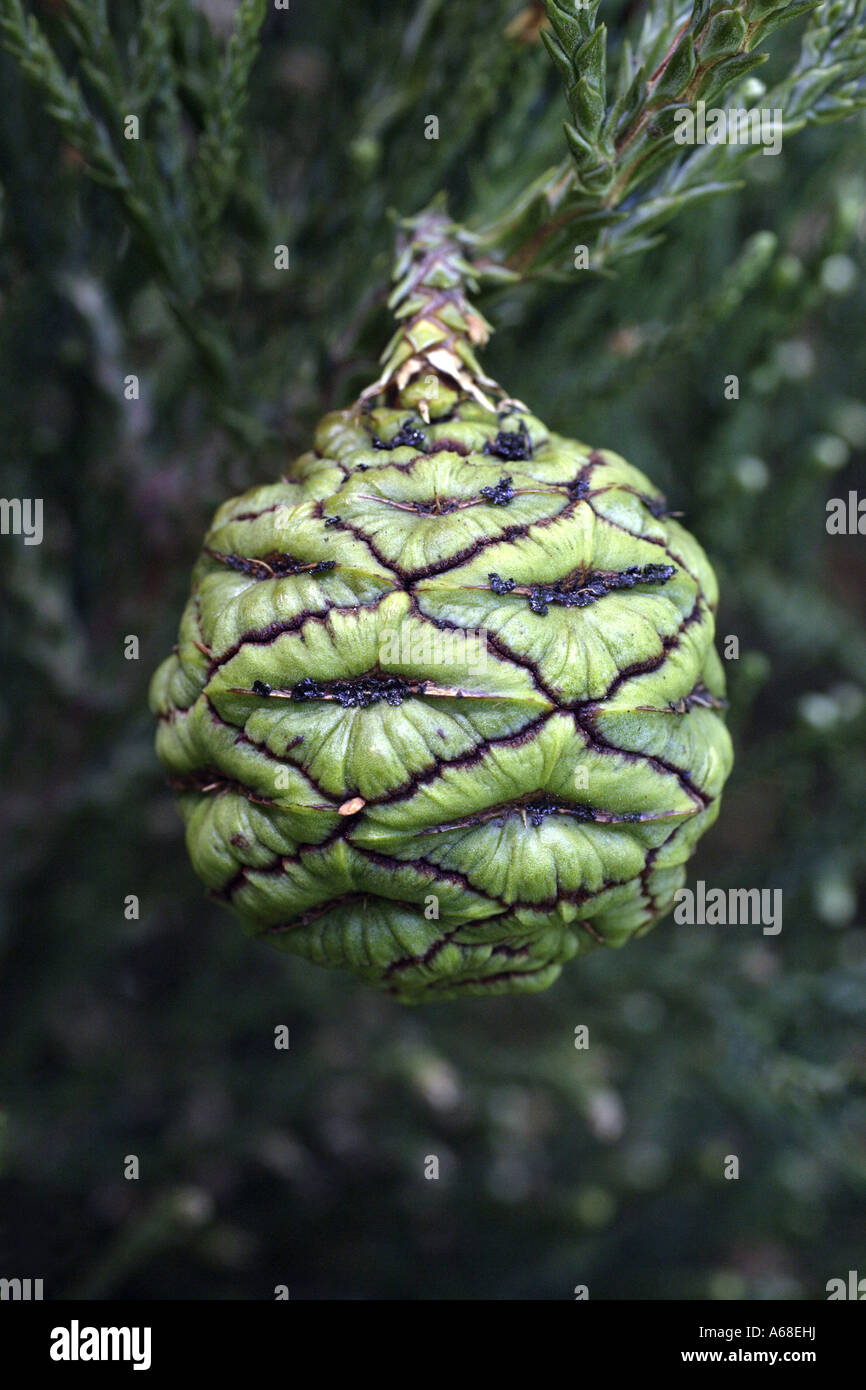 Wellingtonia (Sequoiadendron giganteum), cone Stock Photo