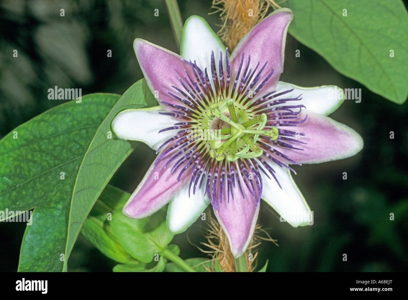 Passion Flower (Passiflora violacea), flower Stock Photo
