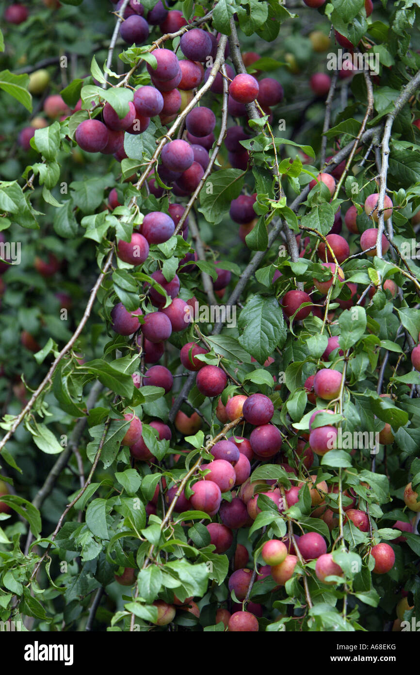American Plum, American Red Plum, Goose Plum (Prunus americana), tree