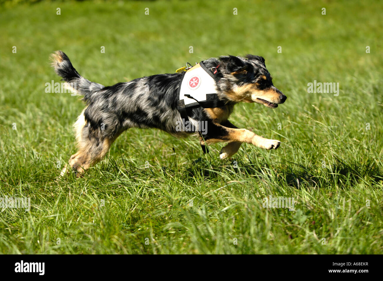 Australian Shepherd (Canis lupus familiaris), rescue dog running Stock Photo