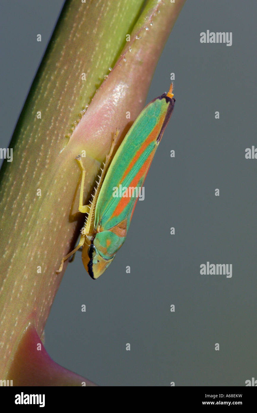 Scarlet and green Leafhopper Rhododendron Leaf hopper (Graphocephala coccinea) Stock Photo