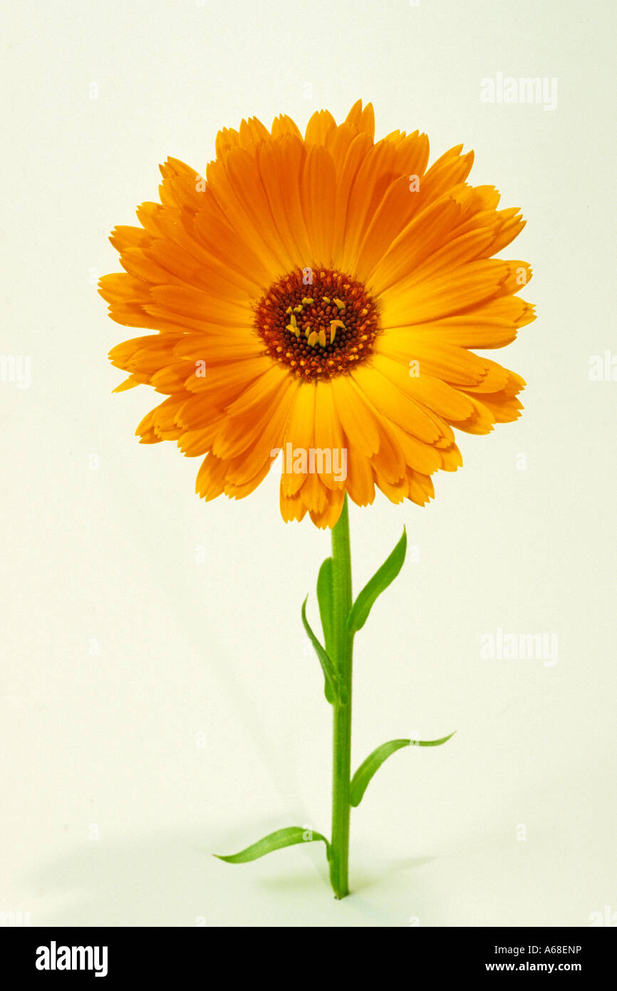 Calendula Marigold (Calendula officinalis), flower, studio Stock Photo