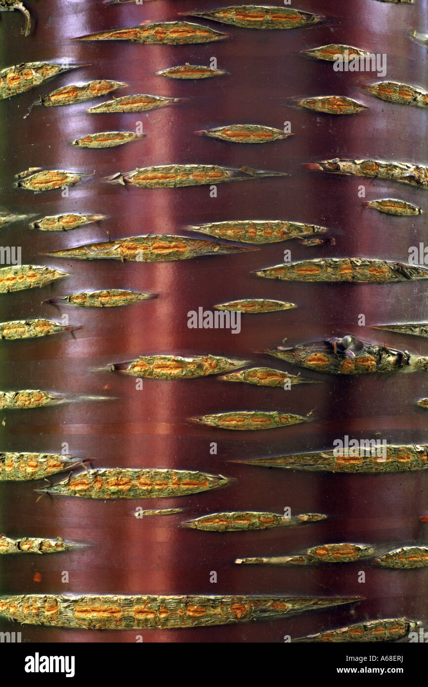 Chinese Red Birch (Betula albosinensis), bark Stock Photo