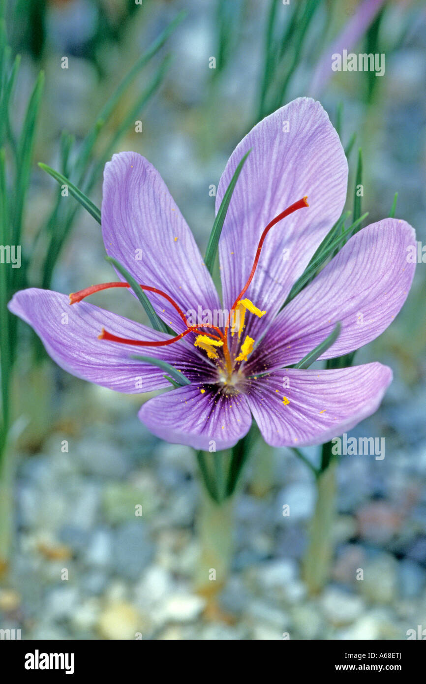 Saffron (Crocus sativus), flowering Stock Photo Alamy