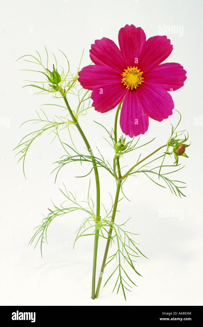 Garden Cosmos, Mexican Aster (Cosmos bipinnatus) flower, studio picture Stock Photo