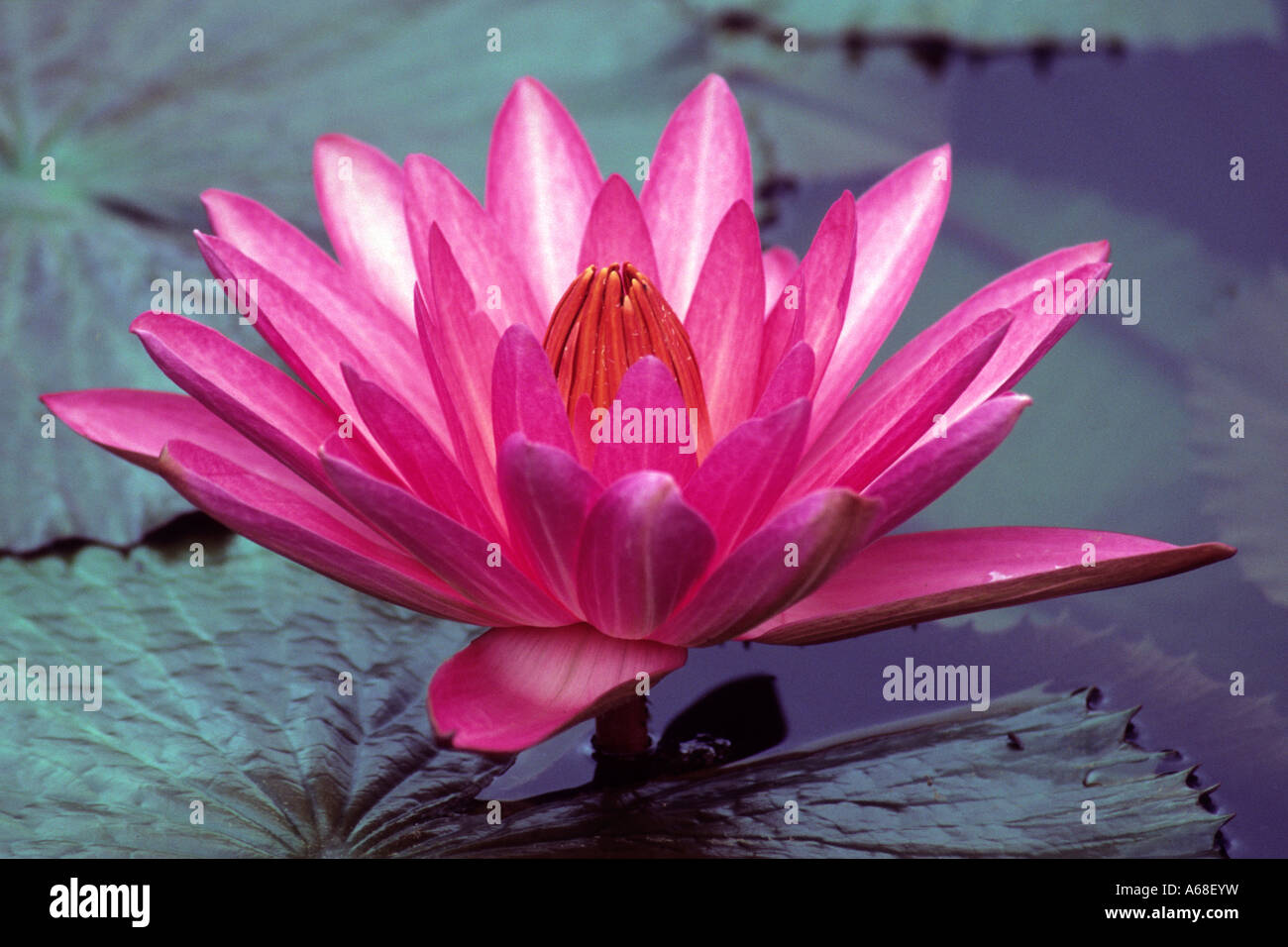 Water Lily (Nymphaea sp.), variety American Star, flower Stock Photo