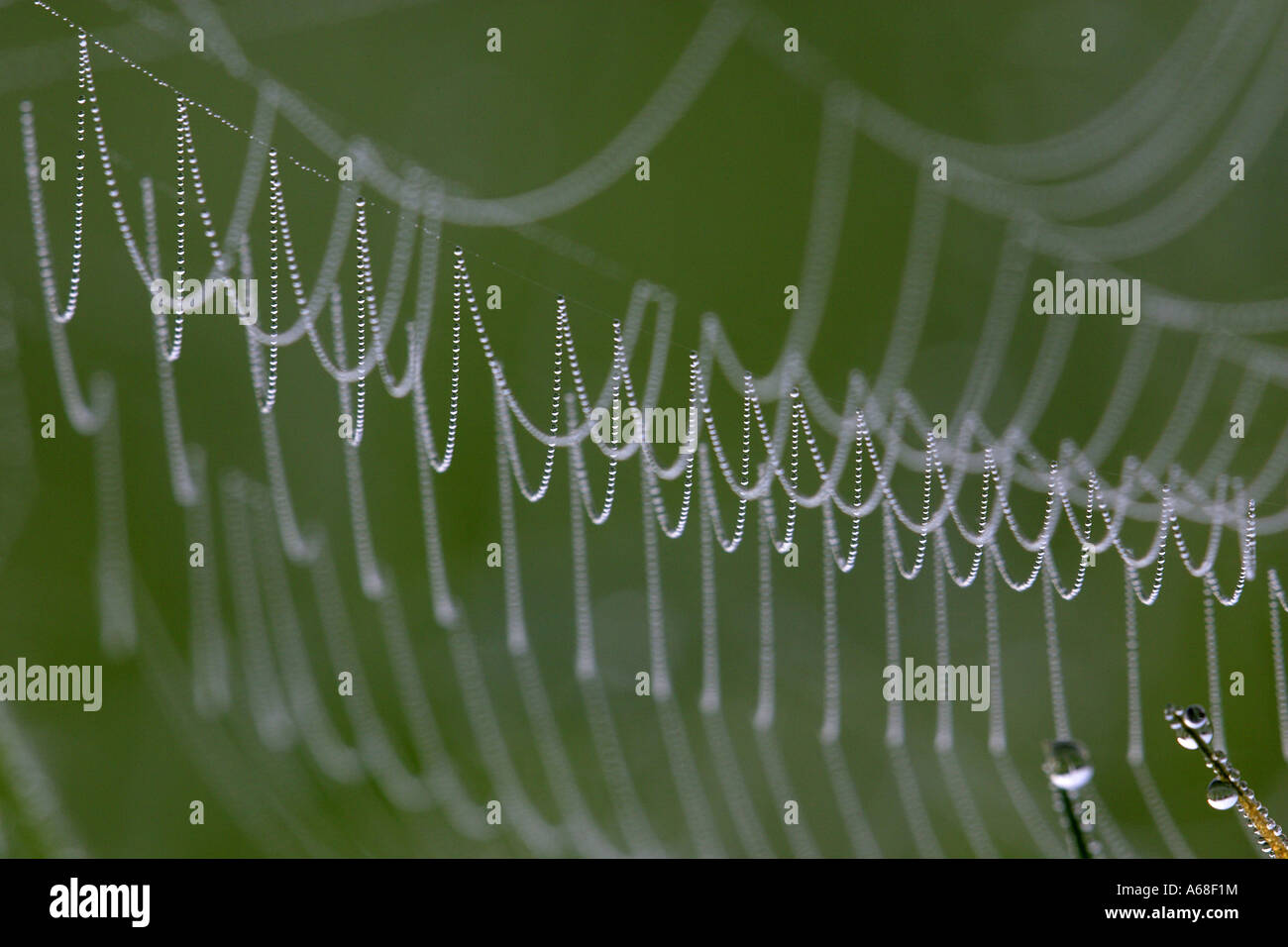 Spiders web of Cross Orbweaver, European Garden Spider, Cross Spider (Araneus diadematus) covered with dew Stock Photo