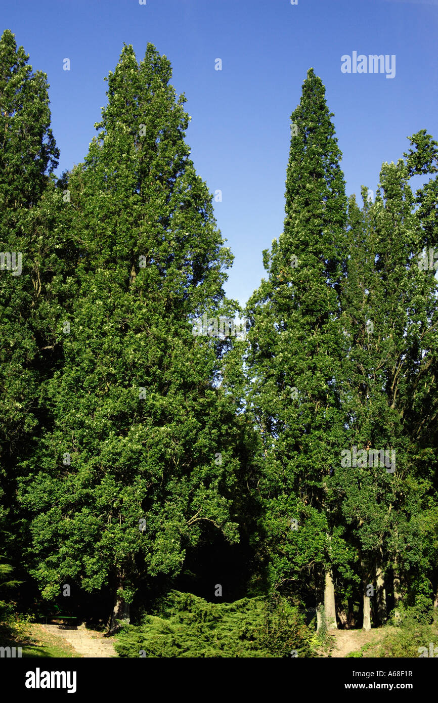 Pyramid Oak Tree, English Oak, Pendundulate Oak (Quercus robur fastigiata) in the park Wilhelmshoehe Stock Photo