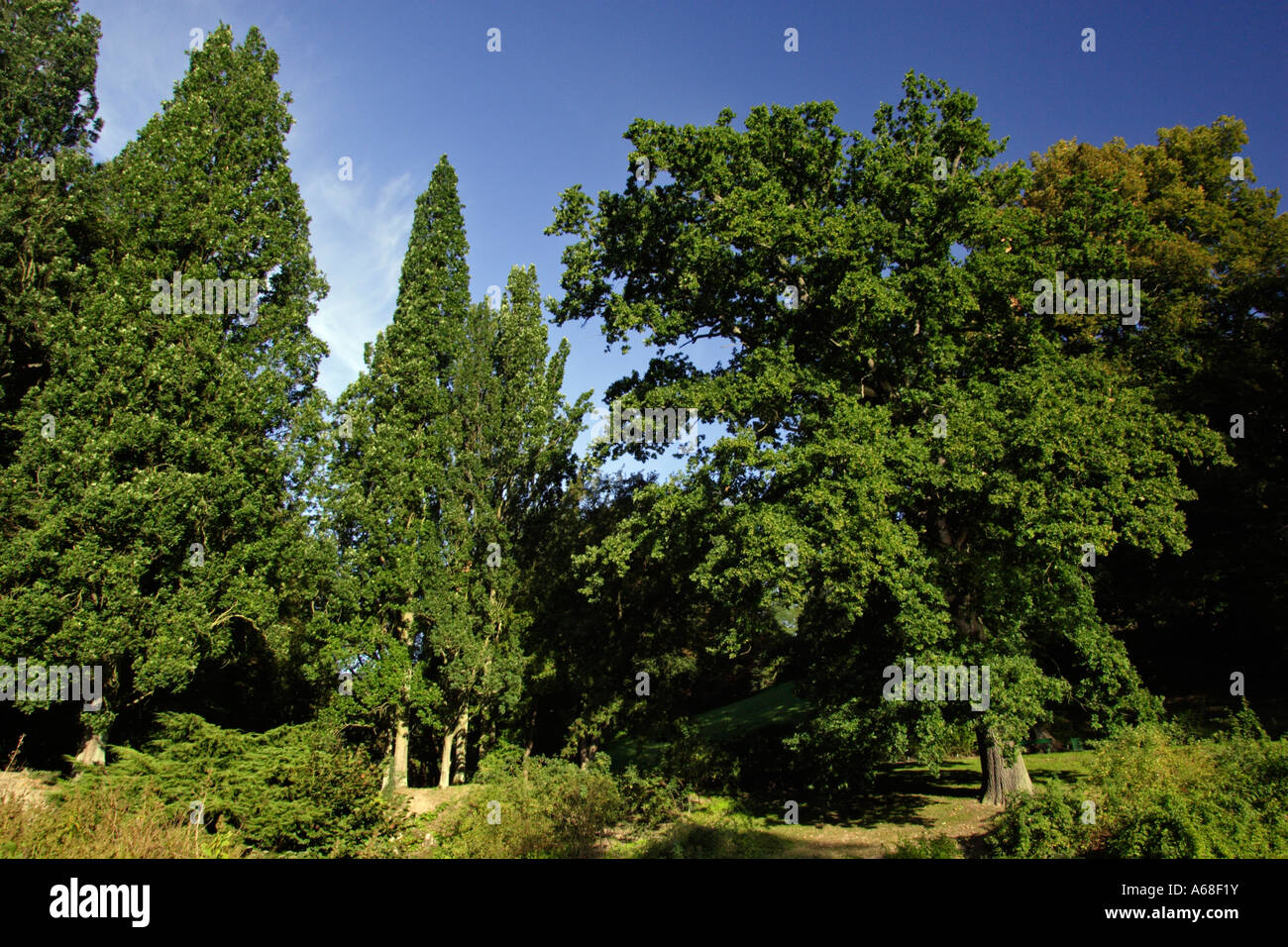 Pyramid Oak Tree (Quercus robur fastigiata) and English Oak Pendundulate Oak (Quercus robur) at the park Wilhelmshoehe Stock Photo