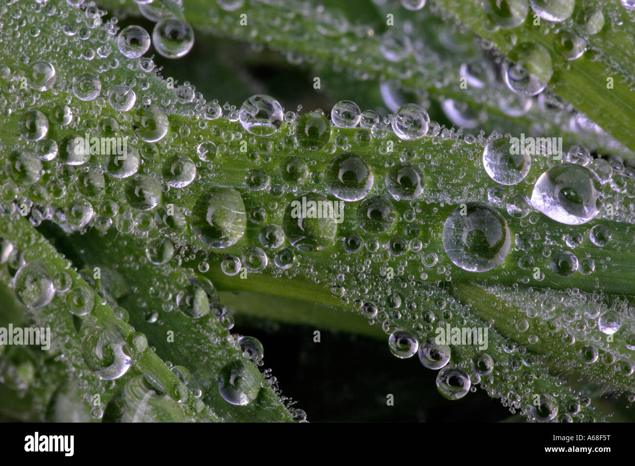 Dewdrops on grass Stock Photo