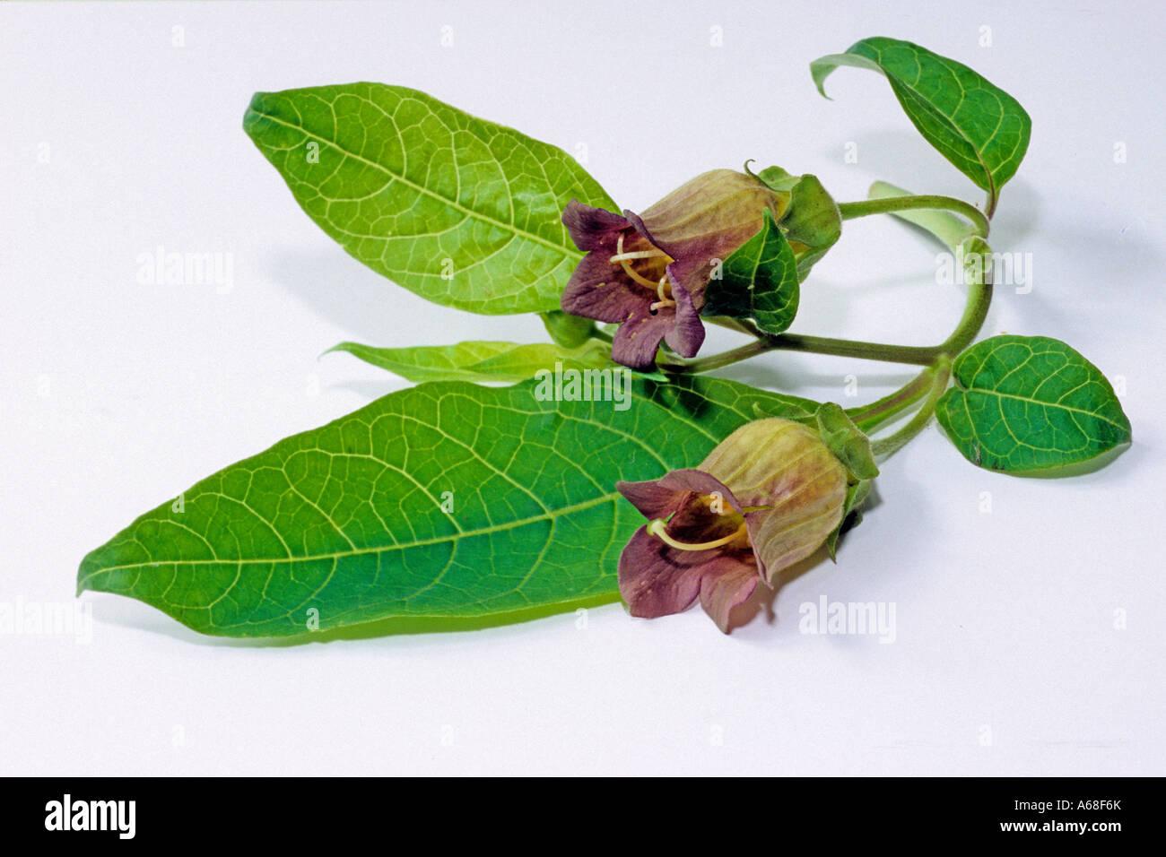 Belladonna, Deadly Nightshade Devils Cherry (Atropa belladonna), twig with leaves and flowers, studio picture Stock Photo