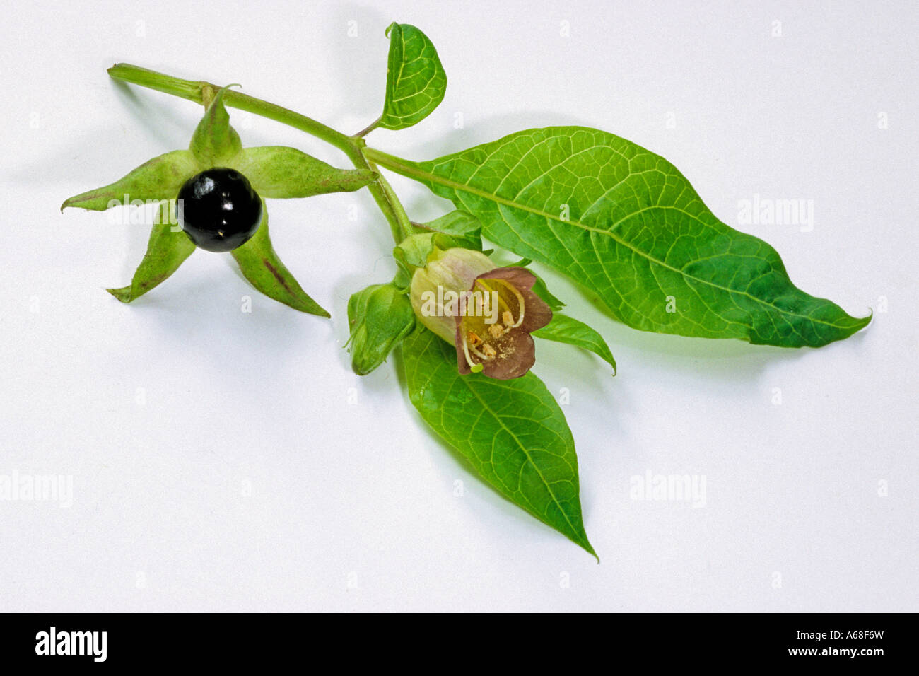 Belladonna, Deadly Nightshade Devils Cherry (Atropa belladonna), twig with leaves flower and berry, studio picture Stock Photo