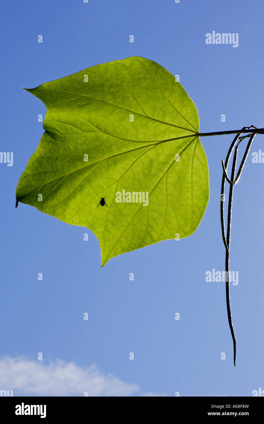 Indian Bean Tree (Catalpa bignonioides), leaf and beanpod seen against a blue sky Stock Photo