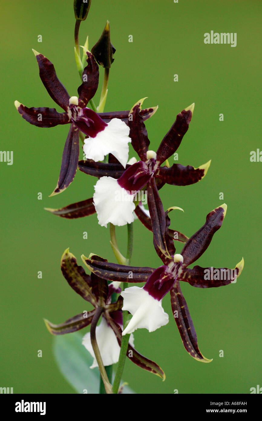 Tropical Orchid (Miltonia x Onicidium x Brassia x Aspasi), flowering Stock Photo