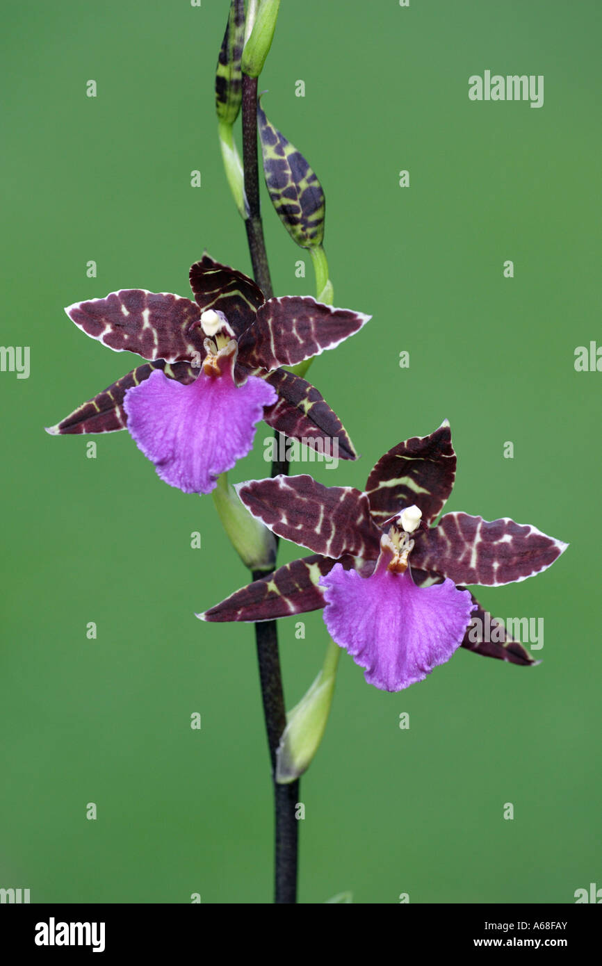 Tropical Orchid (Zygopetalum var.), flowering Stock Photo