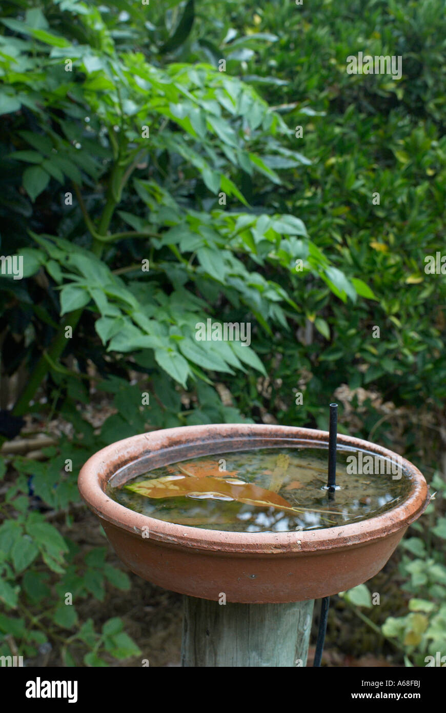 Terracotta bird bath in lush green garden Stock Photo Alamy