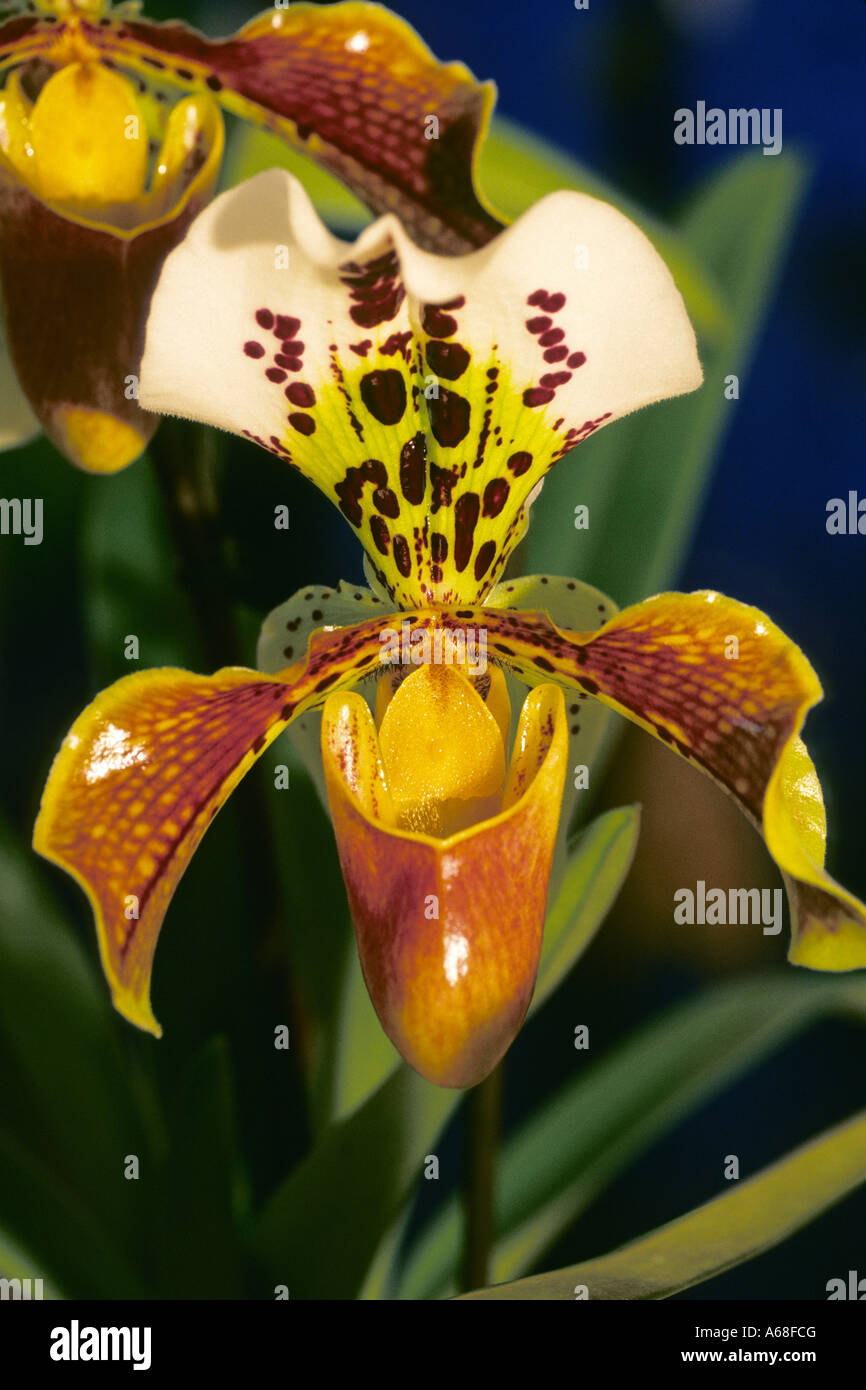 Lady Slipper Orchid, Hybrid Orchid (Paphiopedilum Soverena Kensington), flower Stock Photo