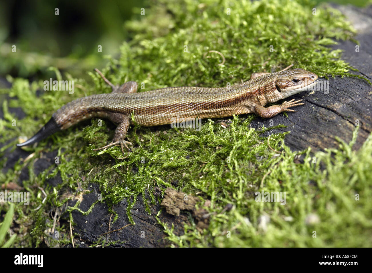 Lizards Regenerate Their Tails