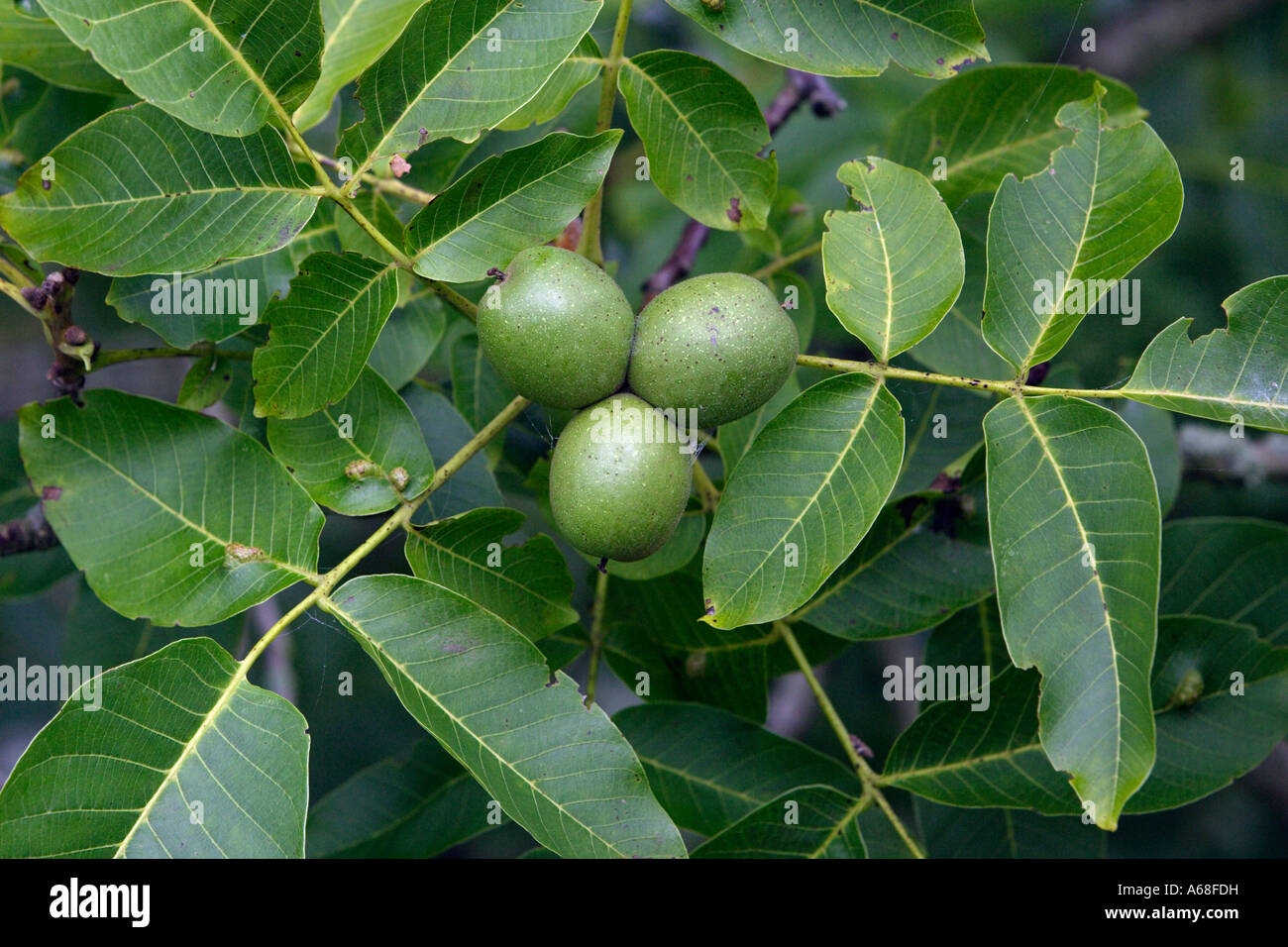 Common Walnut, English Walnut, Persian Walnut (Juglans regia) showing
