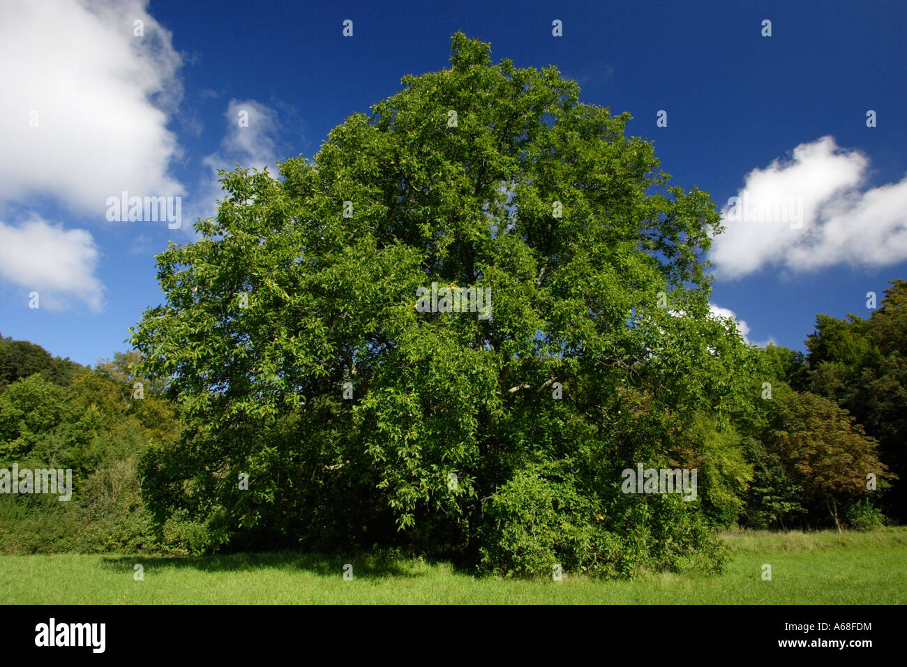 Common Walnut, English Walnut, Persian Walnut (Juglans regia) in the park of Wilhelmshoehe Stock Photo