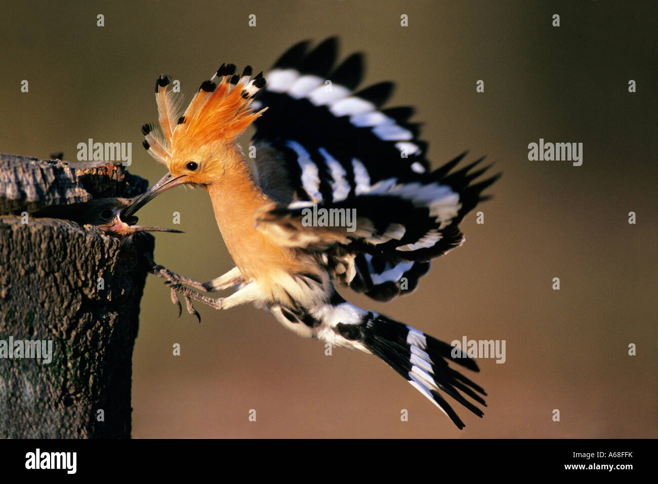 Hoopoe (Upupa epops), adult bird feeding young at nest in flight Stock Photo